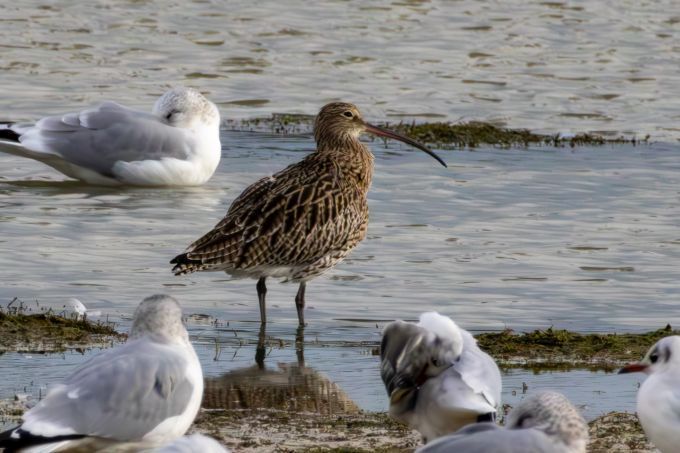 Eurasian Curlew (Numenius arquata) Shoreline